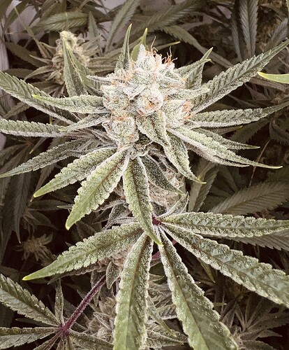 Growreport Bild 11