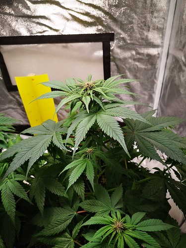 Growreport Bild 3