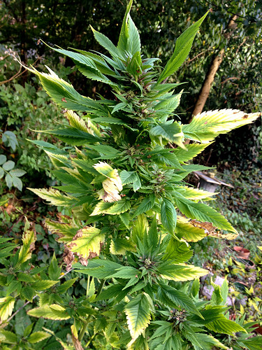 Growreport Bild 5