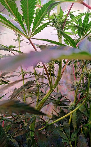Growreport Bild 9