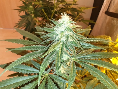 Growreport Bild 11