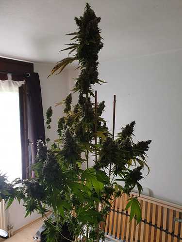 Growreport Bild 3