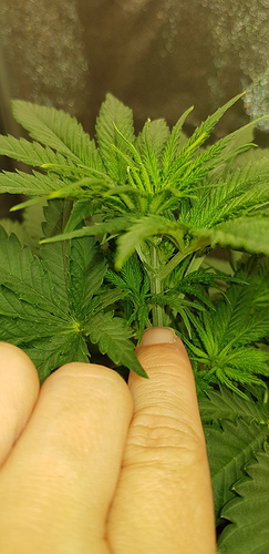 Growreport Bild 8