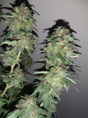 Growreport Bild 3