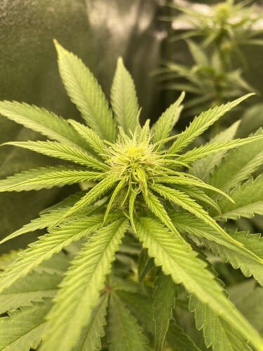 Growreport Bild 2
