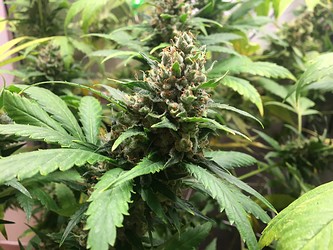 Growreport Bild 4