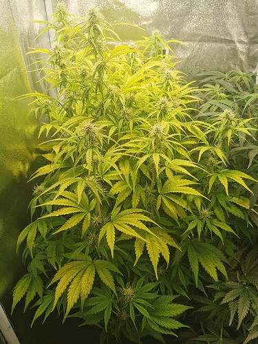 Growreport Bild 3