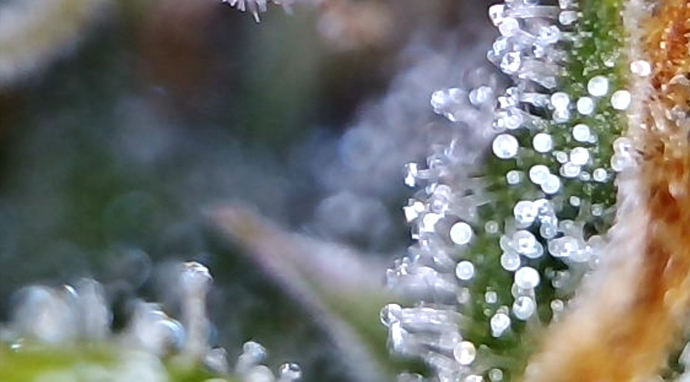 Growreport Bild 4