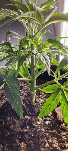 Growreport Bild 8
