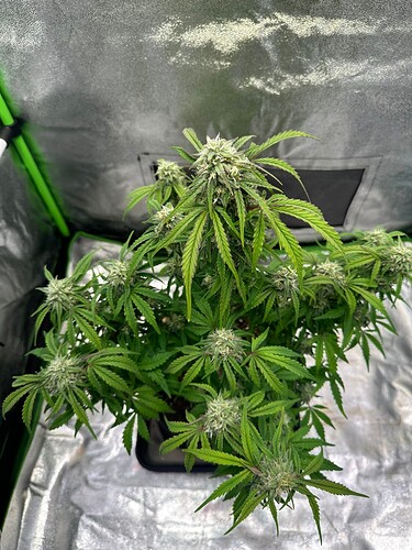 Growreport Bild 6