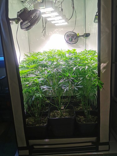 Growreport Bild 2