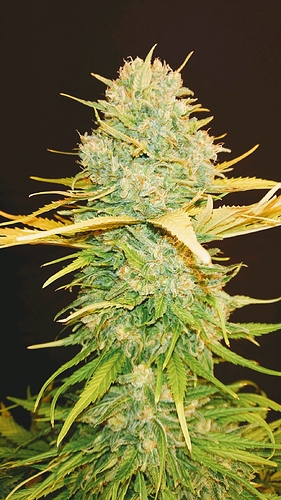 obscura1607807881473