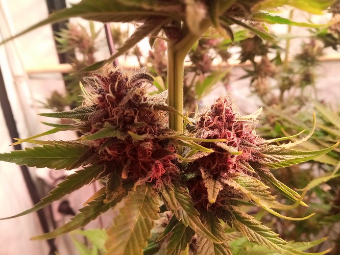 Growreport Bild 4