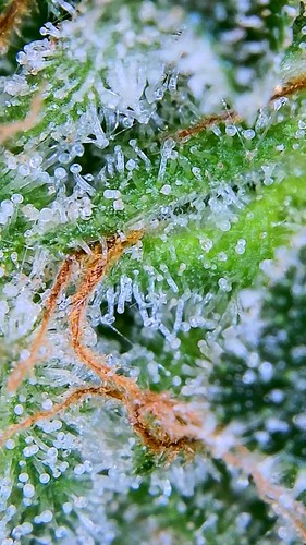 Growreport Bild 44