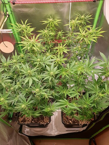 Growreport Bild 1