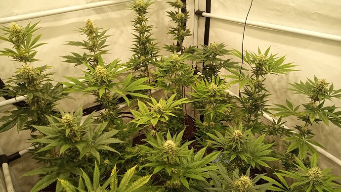 Growreport Bild 1