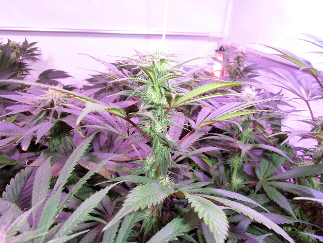 Growreport Bild 4