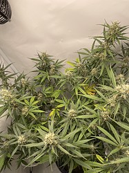 Growreport Bild 4