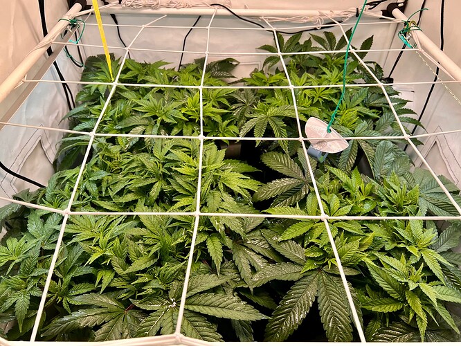 Growreport Bild 1