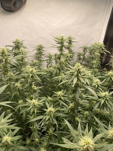 Growreport Bild 7