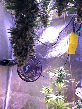 Growreport Bild 40