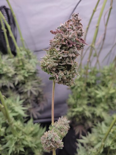 Growreport Bild 19