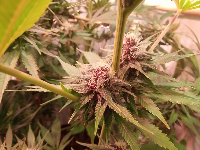 Growreport Bild 68