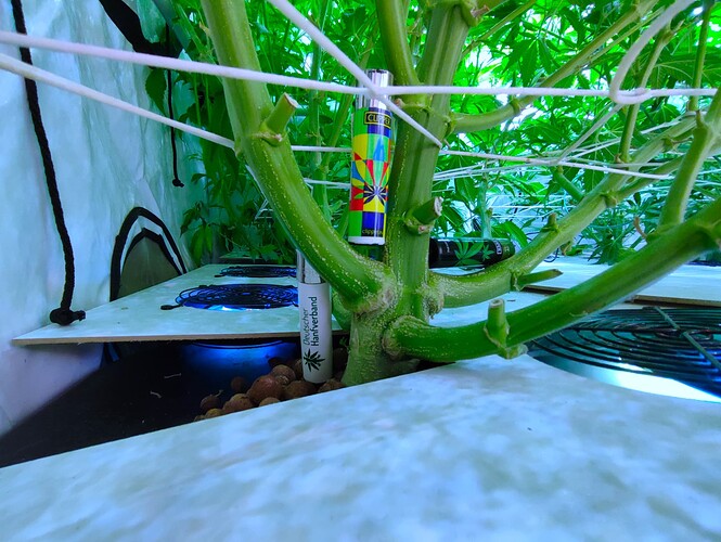 Growreport Bild 52