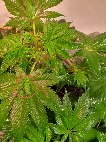 Growreport Bild 38