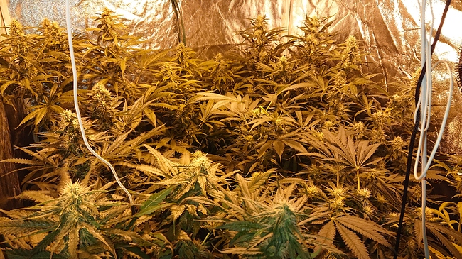 Growreport Bild 3