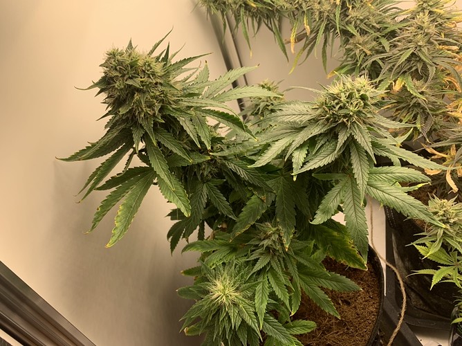 Growreport Bild 3