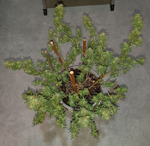 Growreport Bild 8