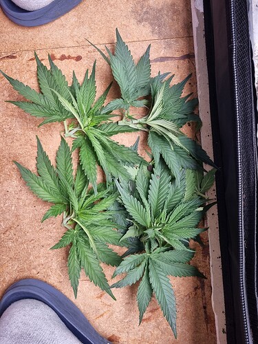 Growreport Bild 11