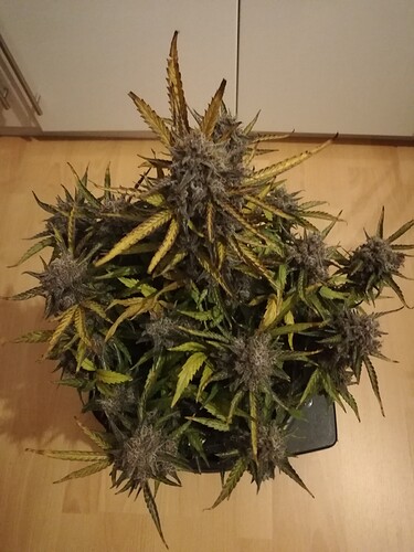 Mimosa_240119-2