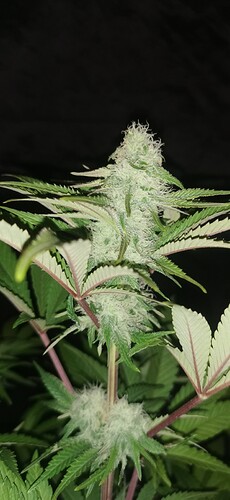 Growreport Bild 2