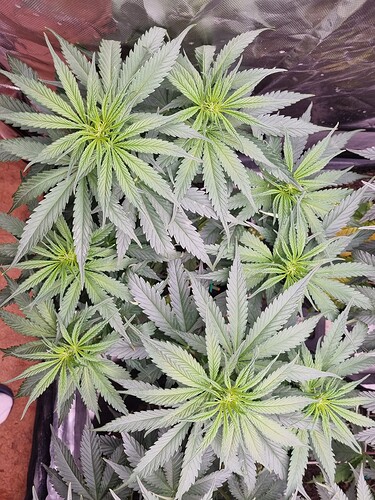 Growreport Bild 37