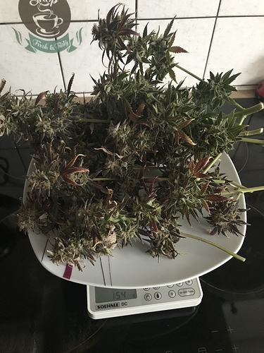 Growreport Bild 2