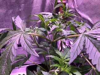 Growreport Bild 5