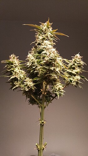 Growreport Bild 19