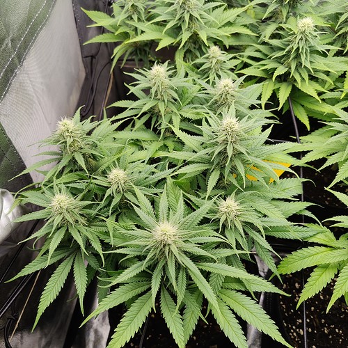 Growreport Bild 3