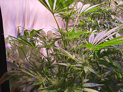 Growreport Bild 2
