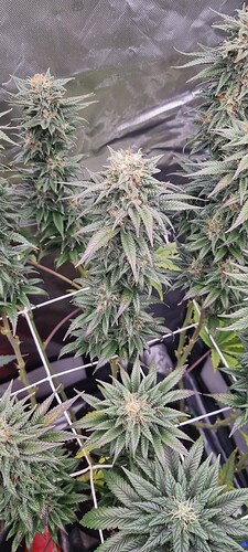 Growreport Bild 63