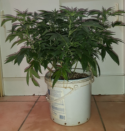 Growreport Bild 10