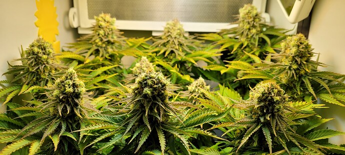 Growreport Bild 3