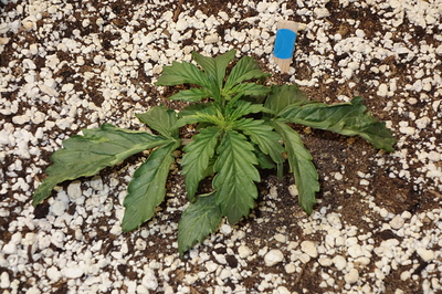 Growreport Bild 12