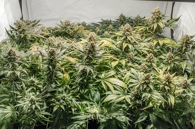 Growreport Bild 7