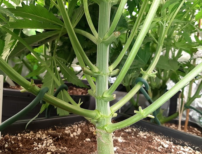 Growreport Bild 2