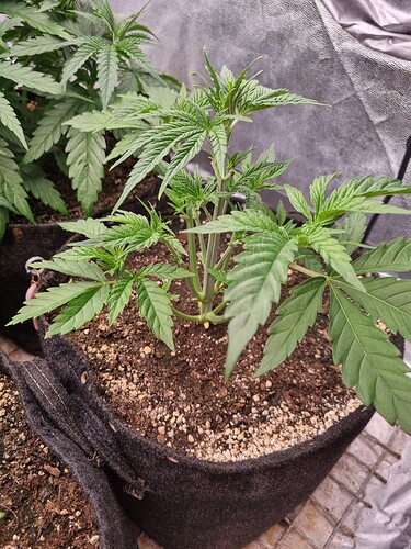 Growreport Bild 35