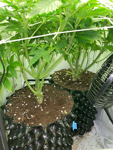 Growreport Bild 19