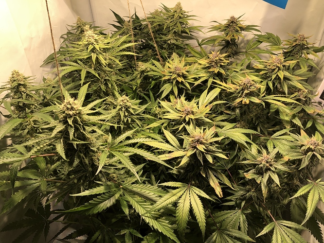 Growreport Bild 9